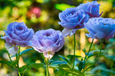 blue roses