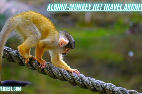 albino-monkey.net travel archives